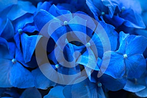 Hydrangea blue flower closeup. Beautiful soft colors Hortensia art design. Beauty deep blue colour Hydrangea flower