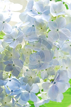 Hydrangea