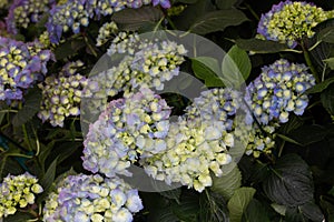 Hydrangea with blue, green blooms