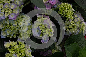 Hydrangea with blue, green, lavender flowers