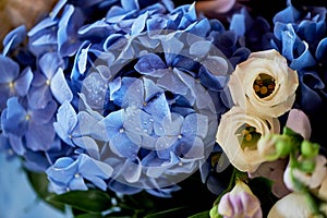 Hydrangea is blue.Macro. Floristic. photo