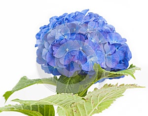 Hydrangea