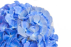Hydrangea