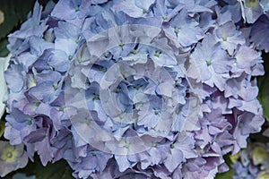 Hydrangea blue-purplish fllowers