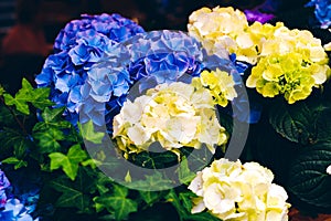 Hydrangea bright bouquet with gentle blurred background for wedding invitations, greetings, birthday cards, cover, surface, print