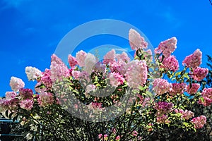 Hydrangea bush against blue sky