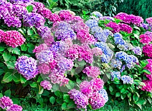 Hydrangea bushes 2 photo