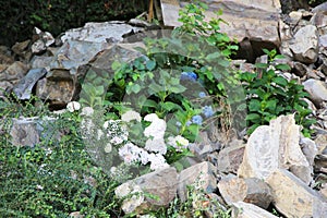 Hydrangea bushes growing on rocks