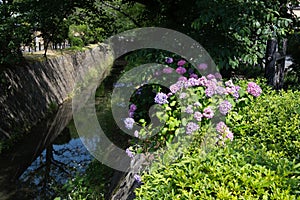 Hydrangea and Canal of fresh verdure near Ginkakuji-michi, Kyoto, Japan