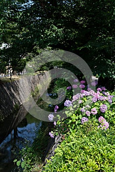 Hydrangea and Canal of fresh verdure near Ginkakuji-michi, Kyoto, Japan