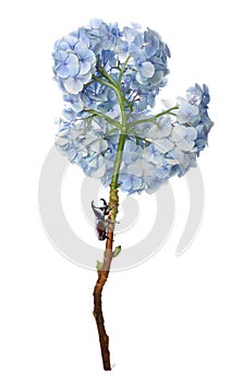 Hydrangea  colorful flower with fighting beetle bug on white