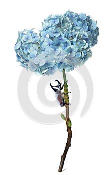 Hydrangea  colorful flower with fighting beetle bug on white