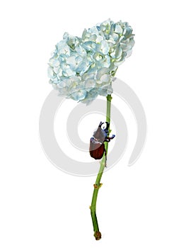 Hydrangea  colorful flower with fighting beetle bug on white