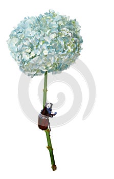 Hydrangea  colorful flower whit fighting beetle bug on white