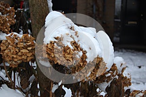 Hydrangea hortensia covered with snow