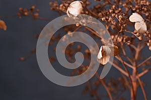 Hydrangea dried flowers