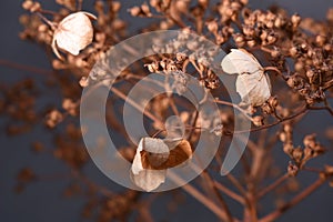 Hydrangea dried flowers