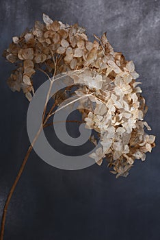 Hydrangea dried flowers