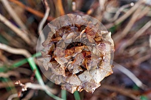Hydrangea dried macro