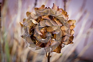 Hydrangea dry in autumn