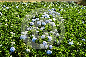 Hydrangea field against the greenhouses and plantations in the city of Da Lat in Vietnam