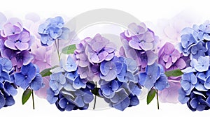 Hydrangea Field: Purple, Blue, And White Flowers On White Background