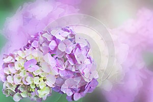 Hydrangea flower background