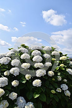 Hydrangea in full blooming rural area