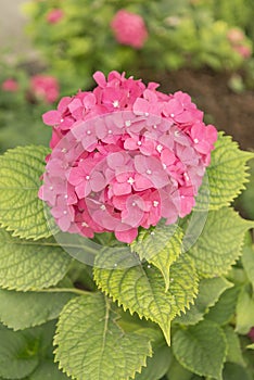 Hydrangea Flower fucsia petals color planted in the garden  photo