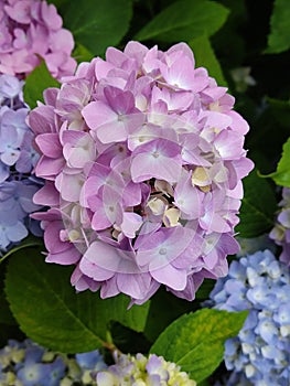 Hydrangea flower in the garden