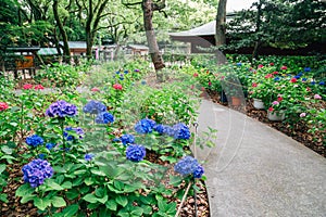 Hydrangea flower garden at Hakozakigu Hakozaki Shrine in Fukuoka, Japan