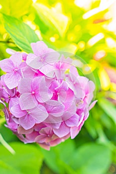 Hydrangea flower garden. Summer field of pink hydrangeas. Summer spring nature