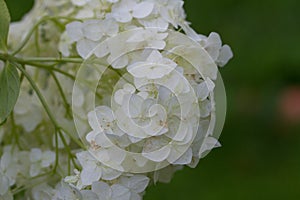 Hydrangea flower on a green background