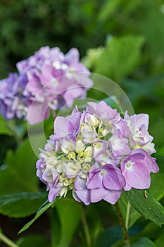 Hydrangea flower or Hortensia