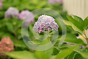 A hydrangea flower is a poem