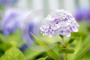 A hydrangea flower is a poem