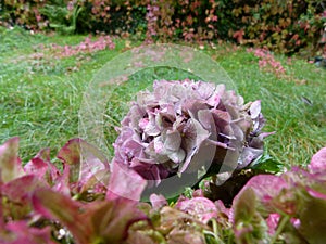 Hydrangea flower with raindrop and green grass with red leaves as background