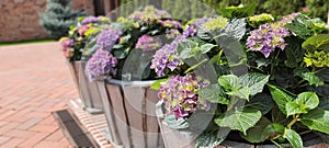 hydrangea flower sprin