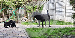 Labrador retriever family