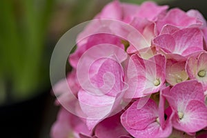 Hydrangea in flower in summer in close up