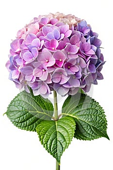 Hydrangea flower on white background