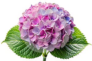 Hydrangea flower on white background