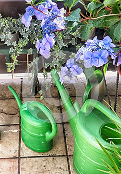 Hydrangea flowerheads and watering cans photo