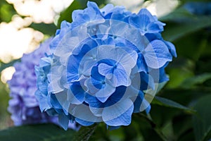 Hydrangea Flowering Boughs in Bloom