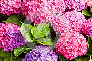Hydrangea flowers
