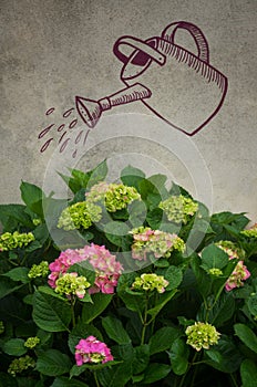 Hydrangea Flowers