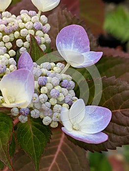 Hydrangea Flowers