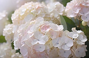 Hydrangea flowers