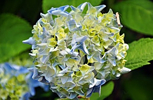 Hydrangea flowers