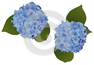 Hydrangea Flowers